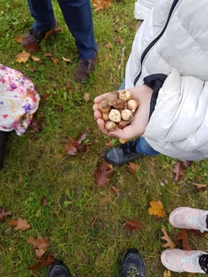 Ein Kind hält einige Blumenzwiebeln in der Hand